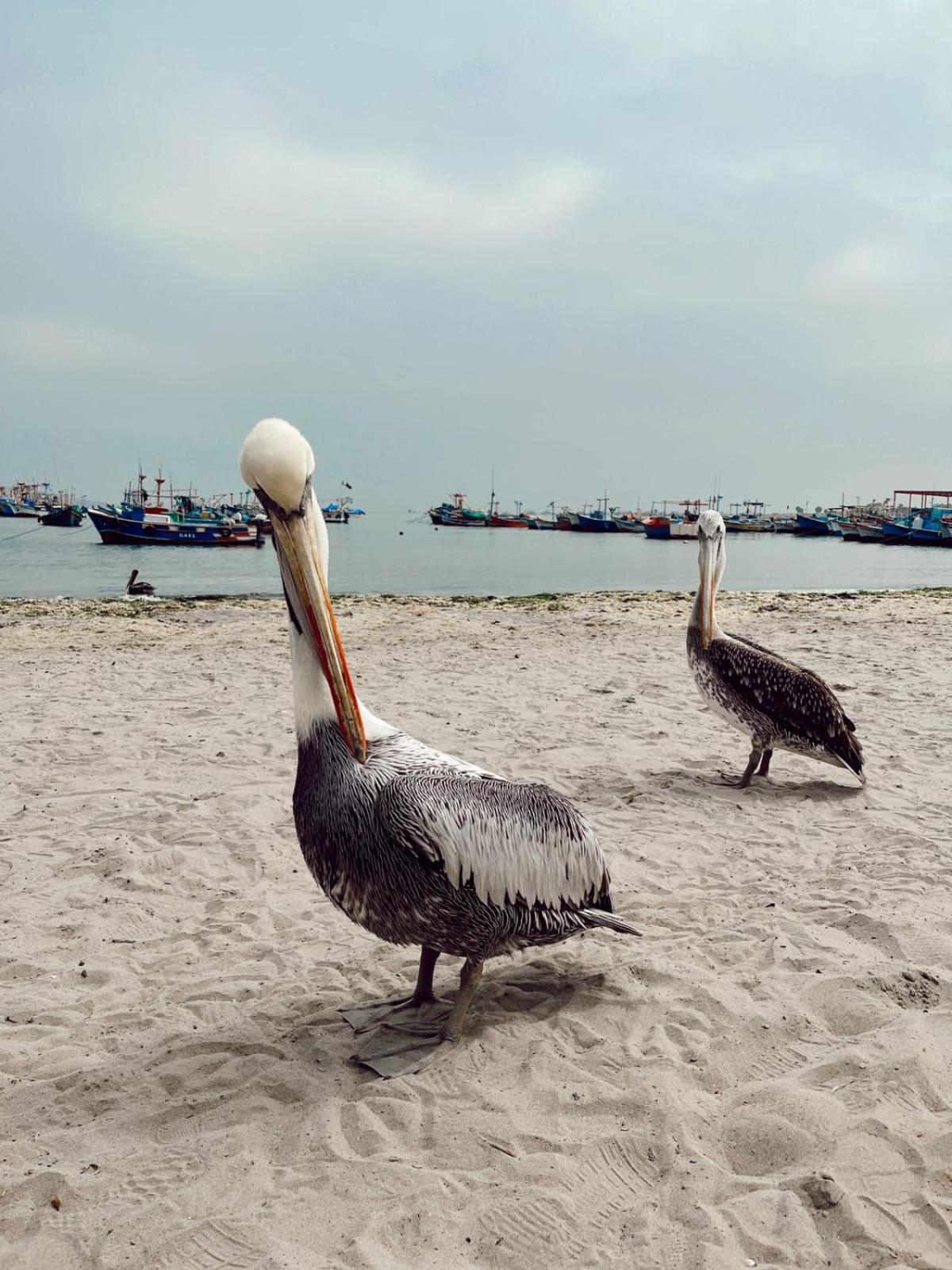 Makai - Nayarak Paracas Dış mekan fotoğraf